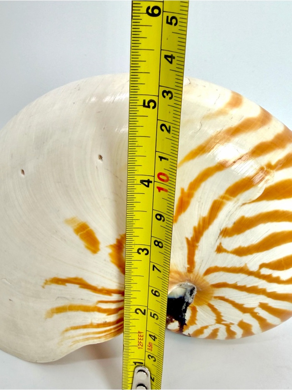 6” Nautilus Shell Tiger Striped Coastal Decor Accent READ Description - Picture 15 of 15